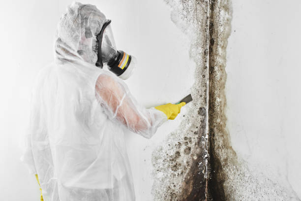 Best Fast Mold Removal  in Manchester, MI