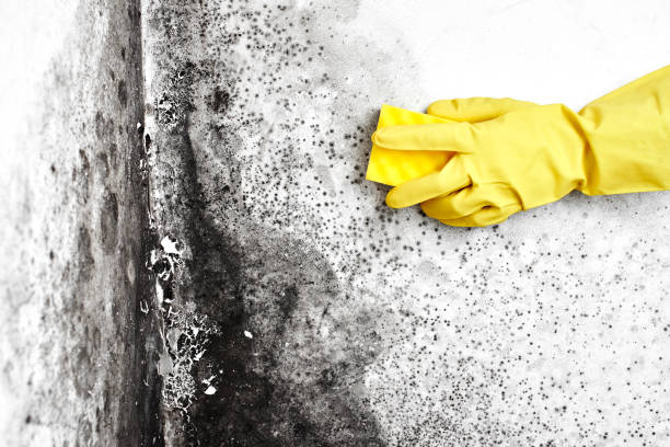 Best Residential Mold Removal  in Manchester, MI