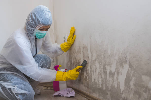 Best Mold Remediation  in Manchester, MI