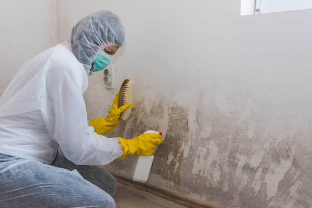 Best Commercial Mold Removal  in Manchester, MI