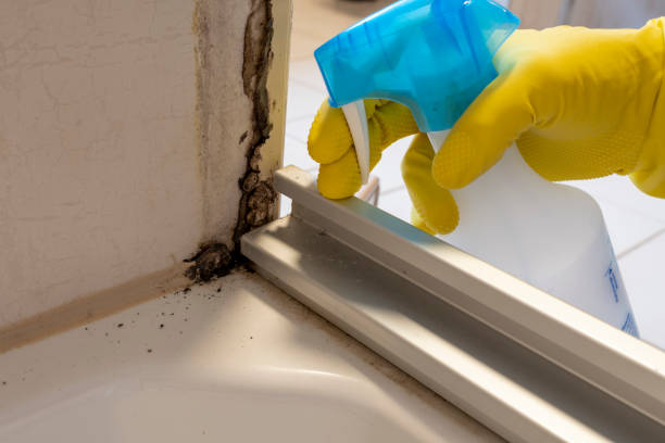 Best Black Mold Removal  in Manchester, MI