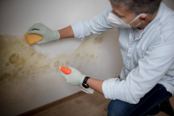 Home Mold Removal in Manchester, MI