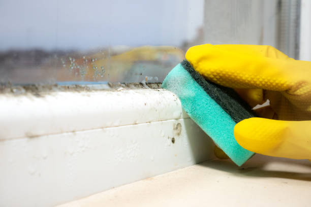 Best Mold Removal Near Me  in Manchester, MI