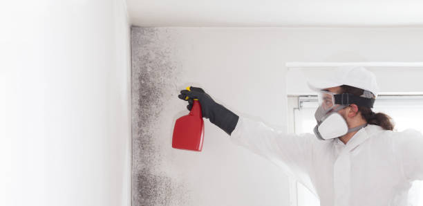 Best Best Mold Removal Companies  in Manchester, MI