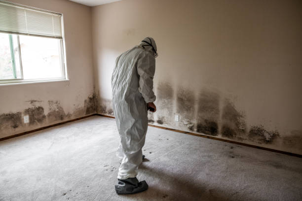 Best Crawl Space Mold Removal  in Manchester, MI