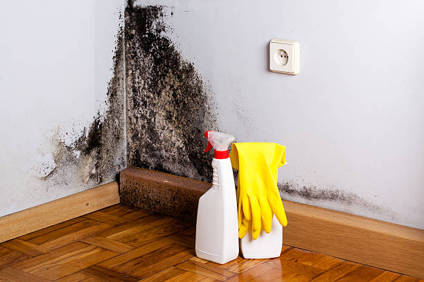 Best Mold Remediation Services  in Manchester, MI