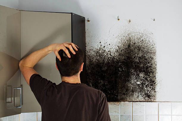 Best Certified Mold Removal  in Manchester, MI