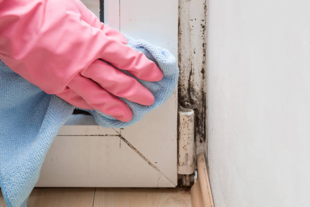 Mold Removal and Inspection in Manchester, MI