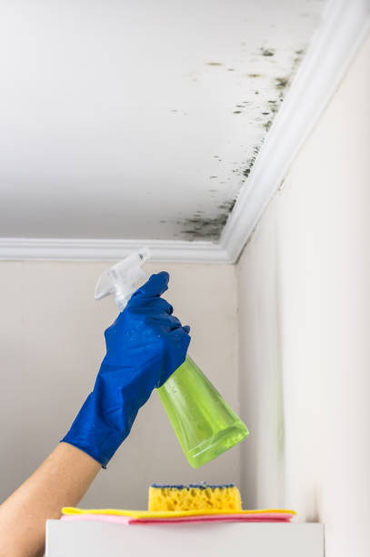 Best Mold Damage Repair  in Manchester, MI