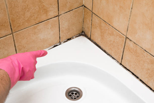 Best Mold Remediation  in Manchester, MI